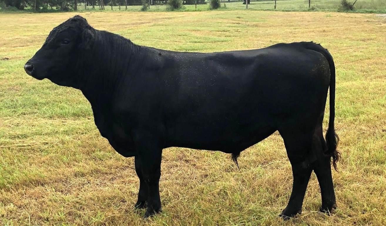 Image for Commercial Cattle Online Auction