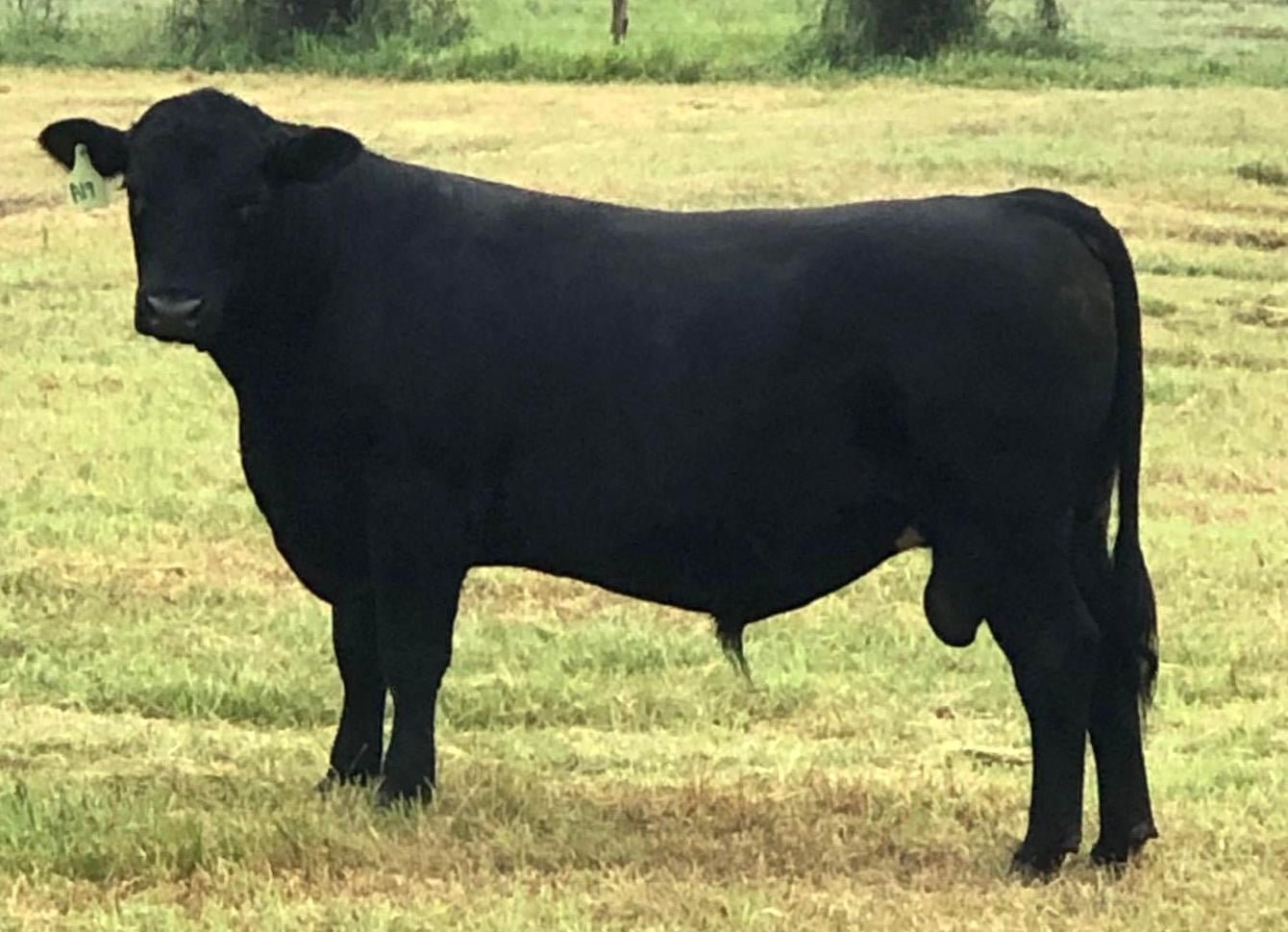 Image for Commercial Cattle Online Auction