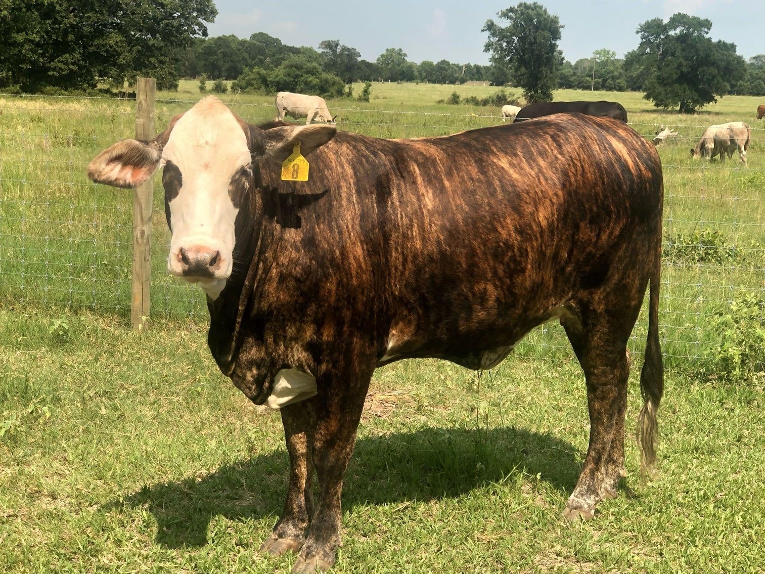 Image for Commercial Cattle Online Auction