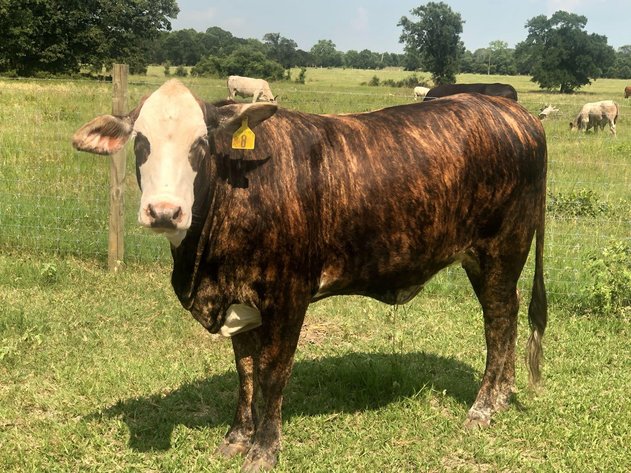 Image for Commercial Cattle Online Auction