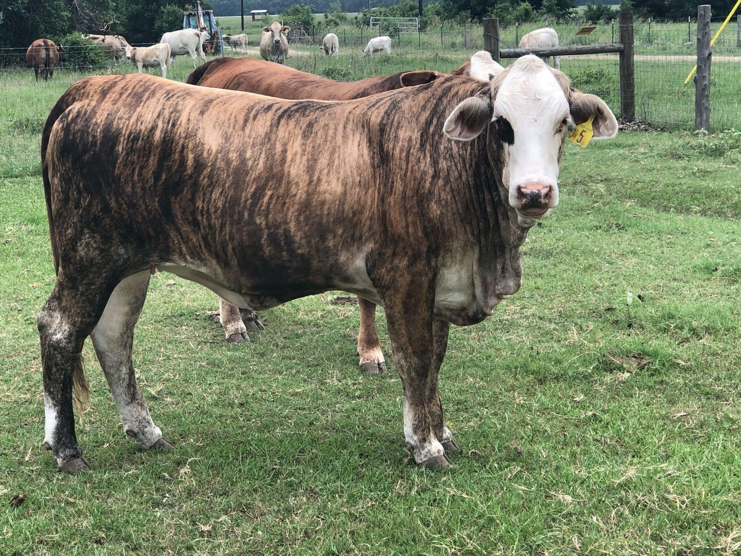 Livestock Online Auction