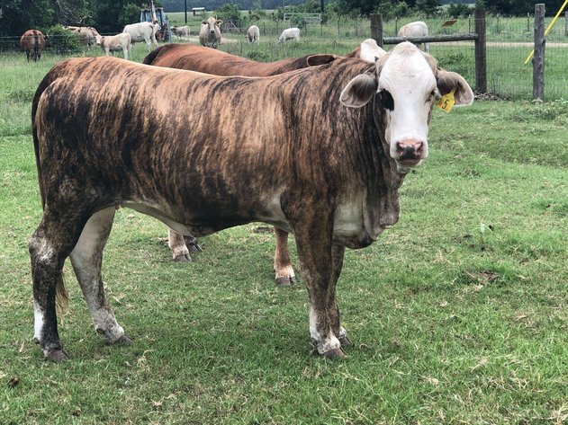 Image for Commercial Cattle Online Auction