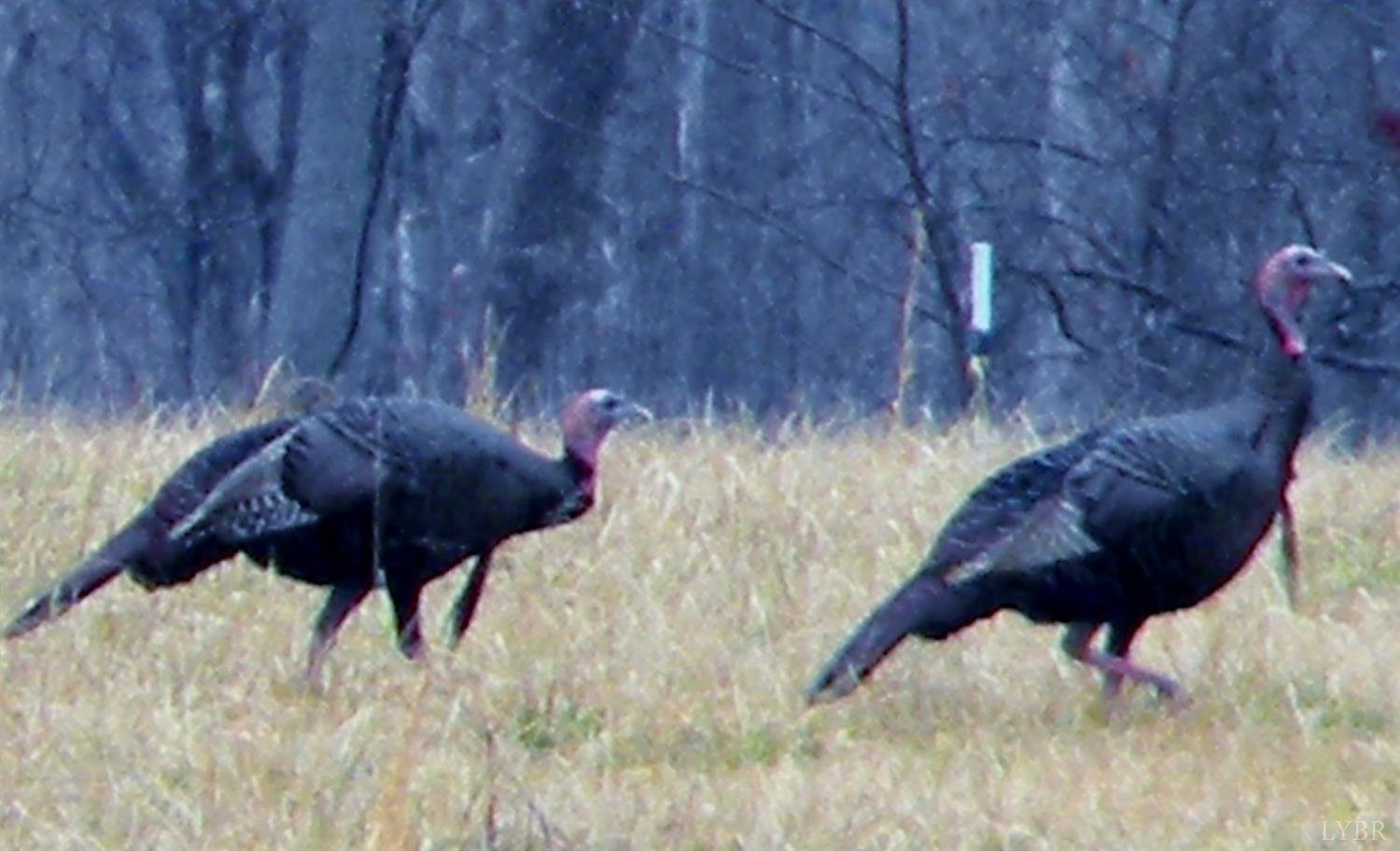 Image for 225 Cattle Ln, Evington, VA 24550