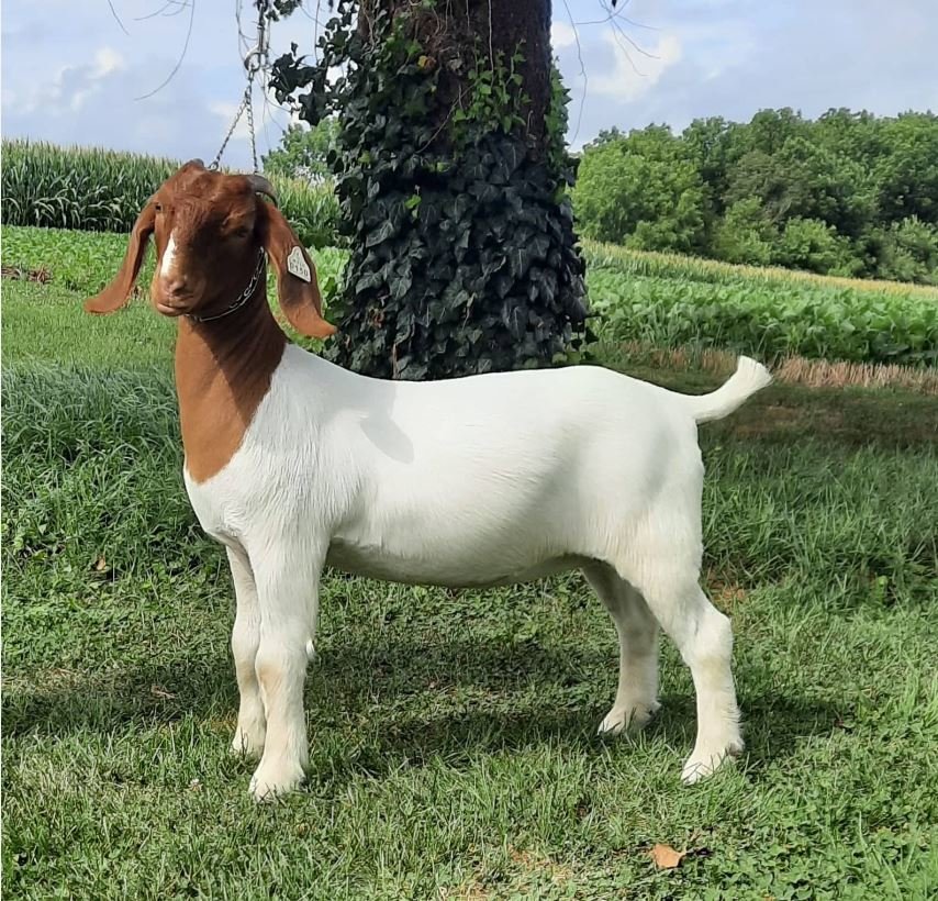 Image for 2021 KGPA Summer Finale Show and Sale