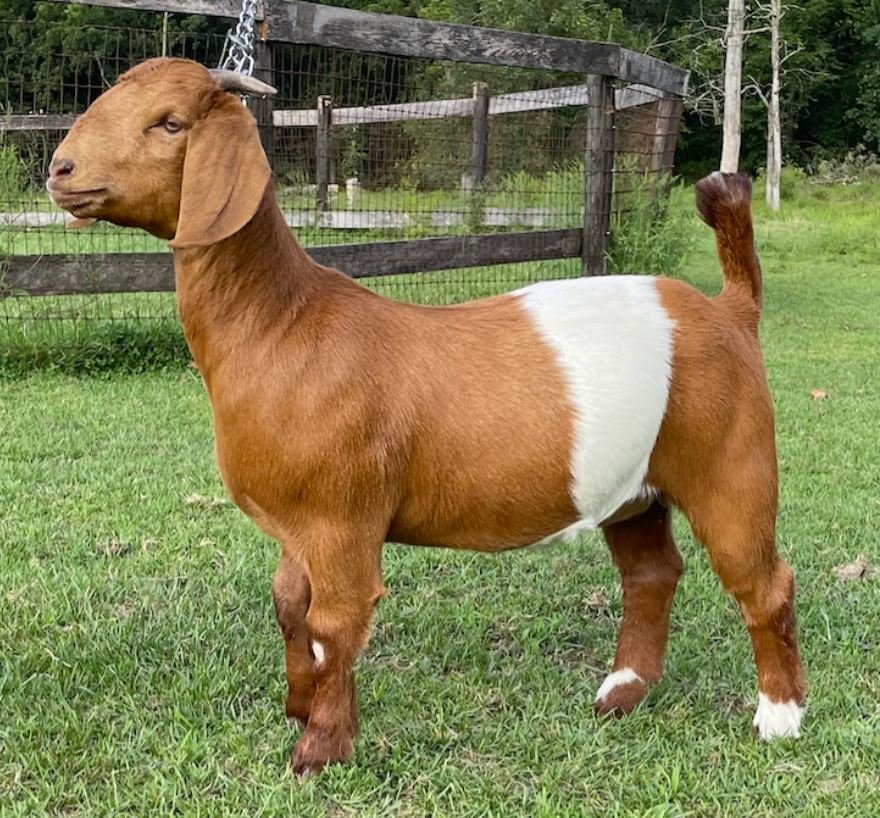 Image for 2021 KGPA Summer Finale Show and Sale