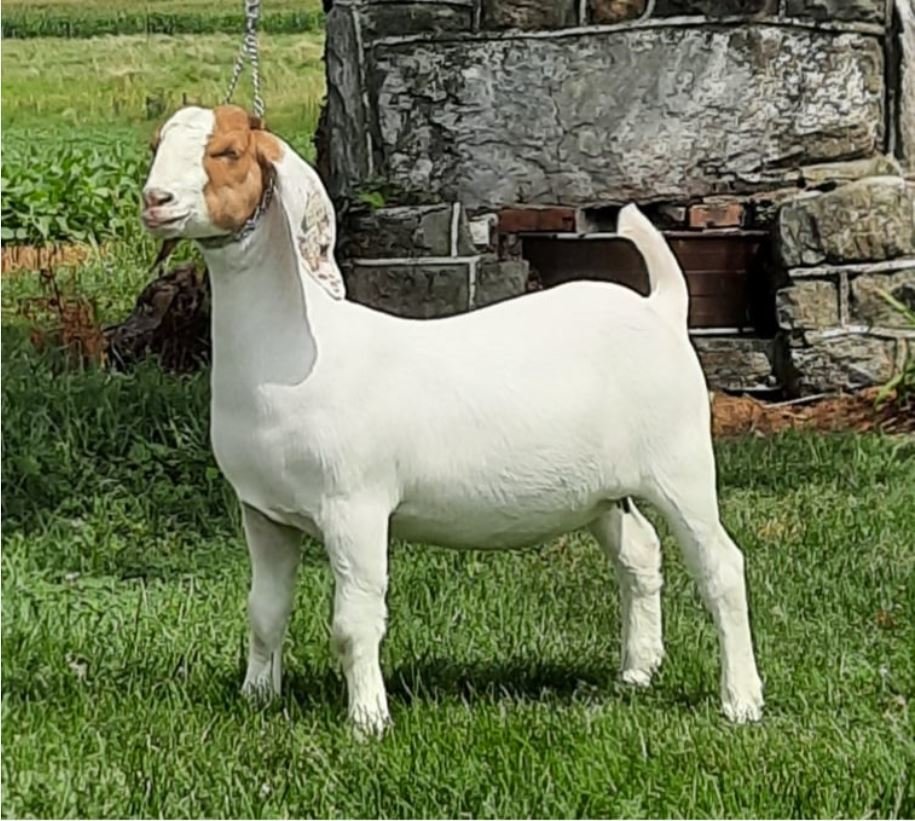 Image for 2021 KGPA Summer Finale Show and Sale