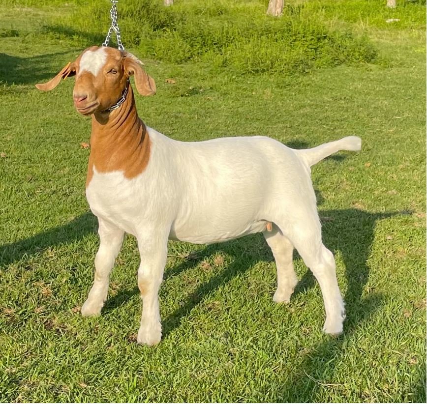 Image for 2021 KGPA Summer Finale Show and Sale