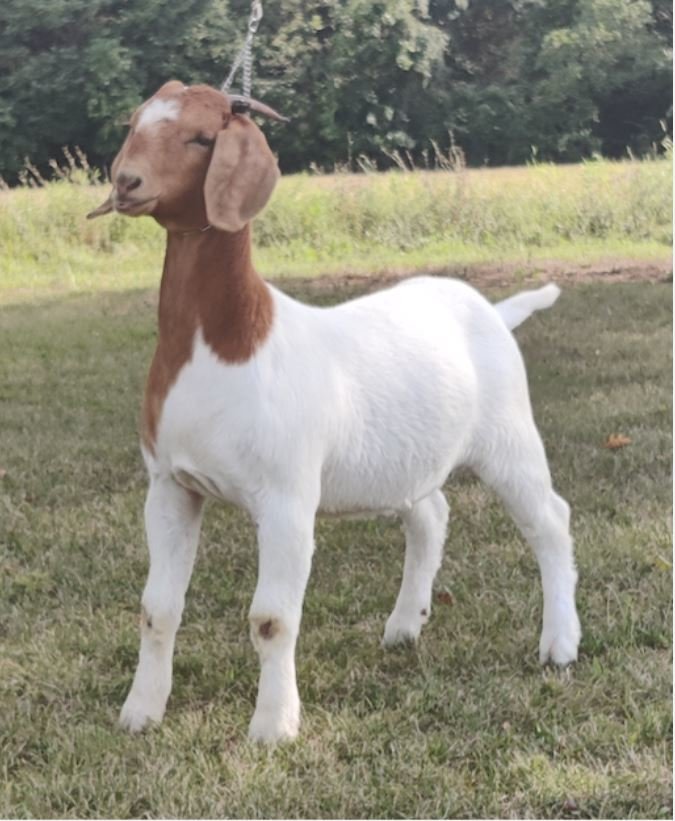 Image for 2021 KGPA Summer Finale Show and Sale