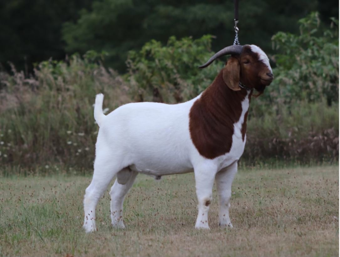 Image for 2021 KGPA Summer Finale Show and Sale