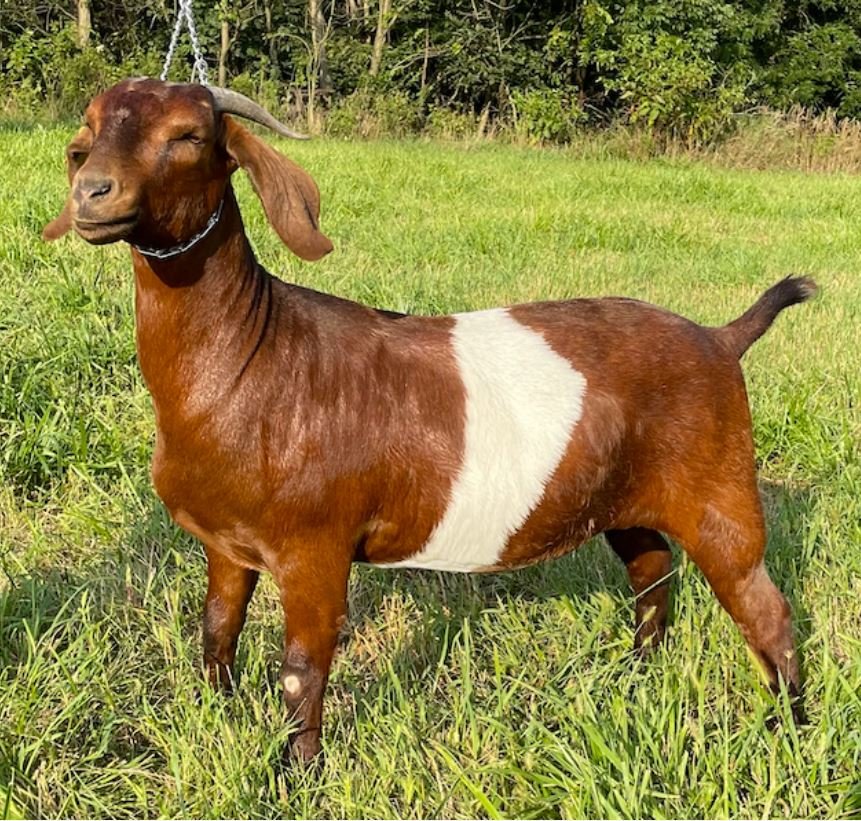 Image for 2021 KGPA Summer Finale Show and Sale