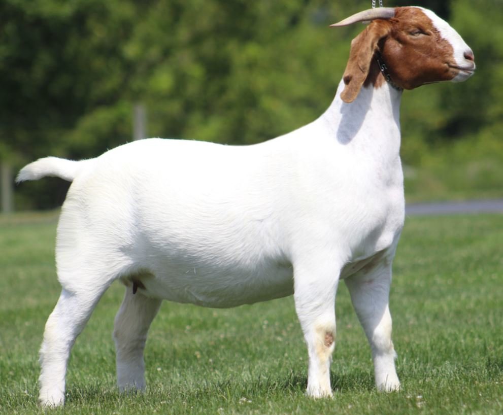 Image for 2021 KGPA Summer Finale Show and Sale