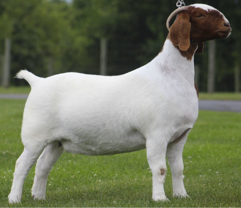 Image for 2021 KGPA Summer Finale Show and Sale