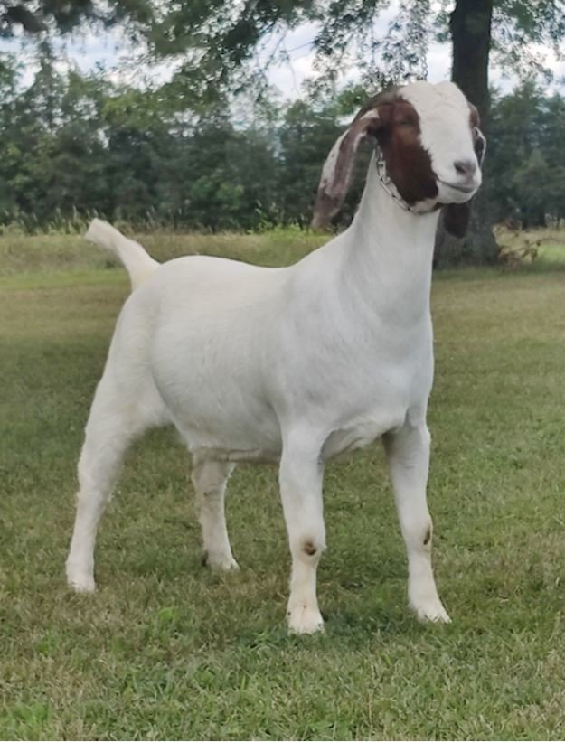 Image for 2021 KGPA Summer Finale Show and Sale