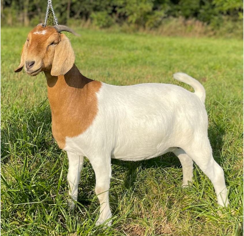 Image for 2021 KGPA Summer Finale Show and Sale