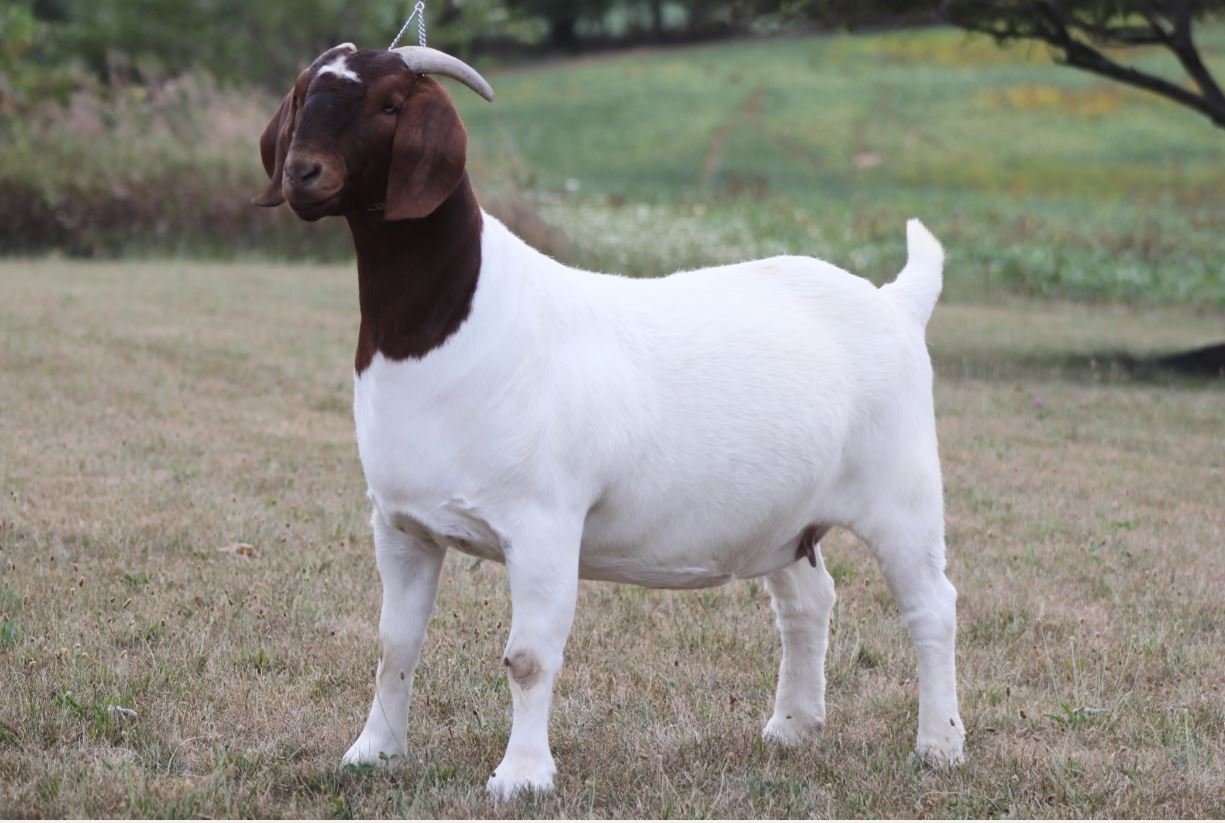 Image for 2021 KGPA Summer Finale Show and Sale