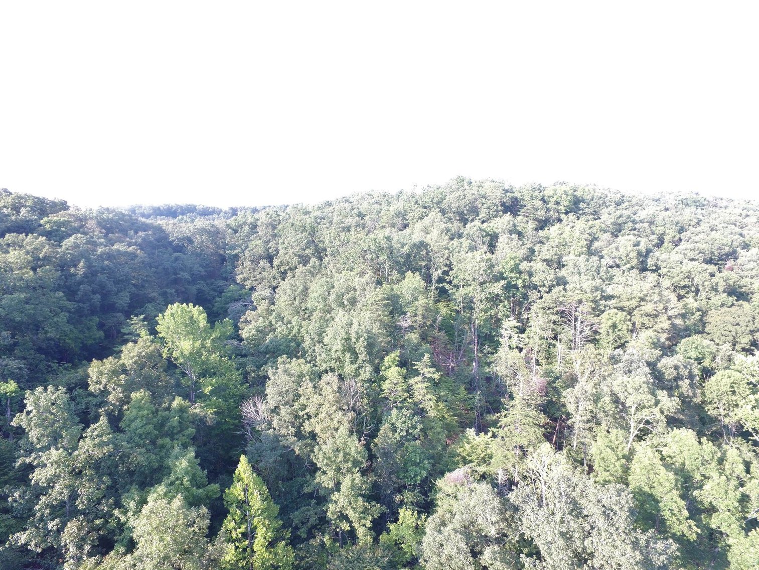 Image for SOLD $101,750 - 75 Acres of Prime Hunting Land SELLING to the HIGHEST BIDDER