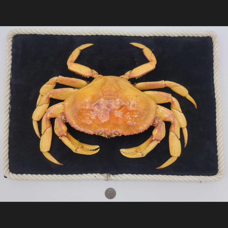 Image for August 2021 Curiosities Online Auction