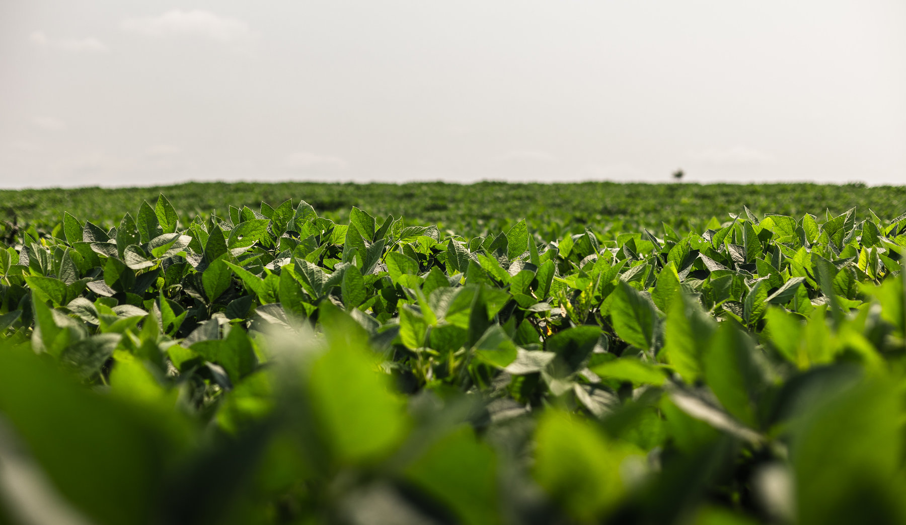 Image for Beaver Creek