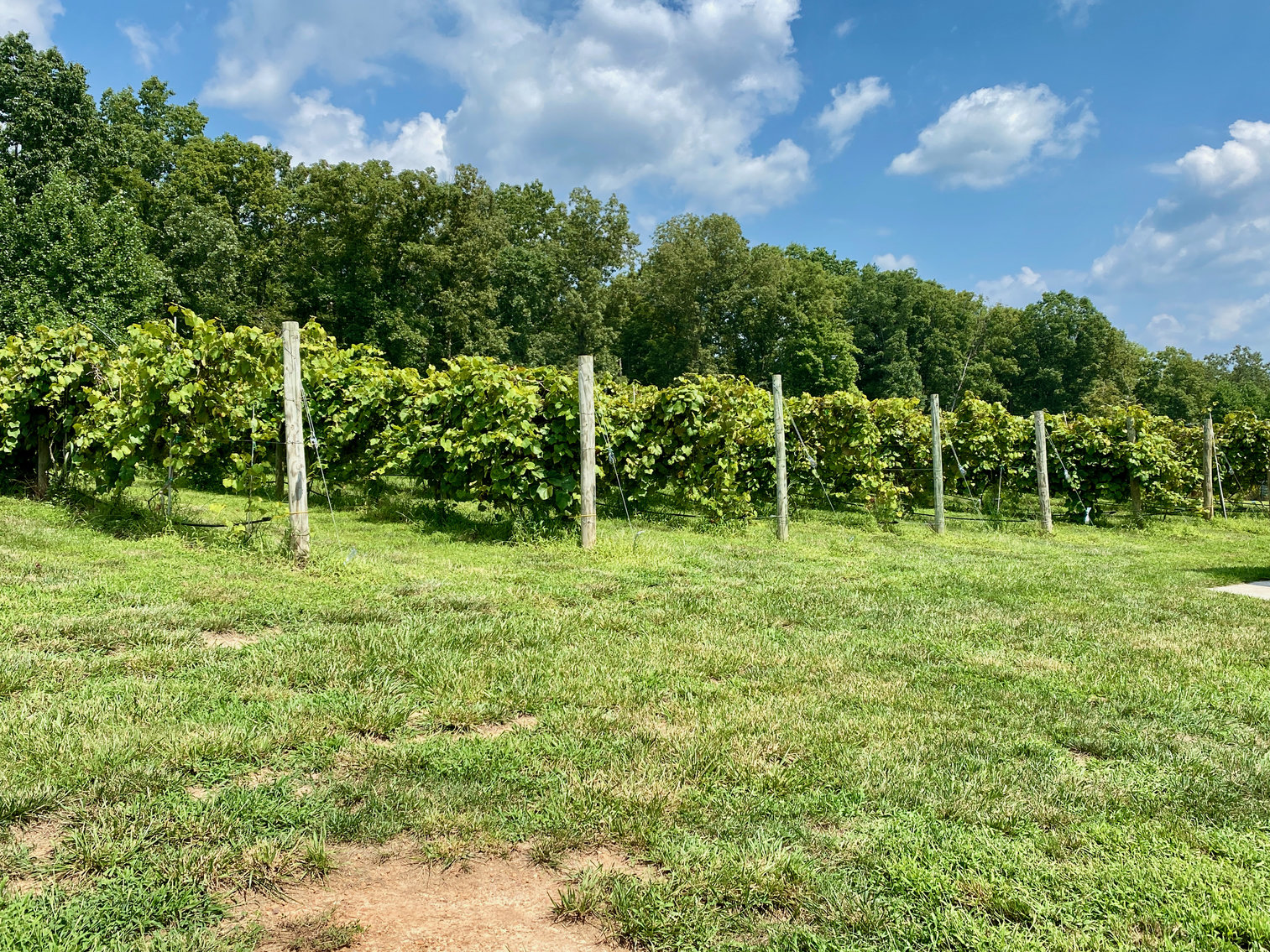 Image for 61.8 +/- Acre Farm/Winery/Vineyard w/Modern Production/Tasting Building in Orange County, VA