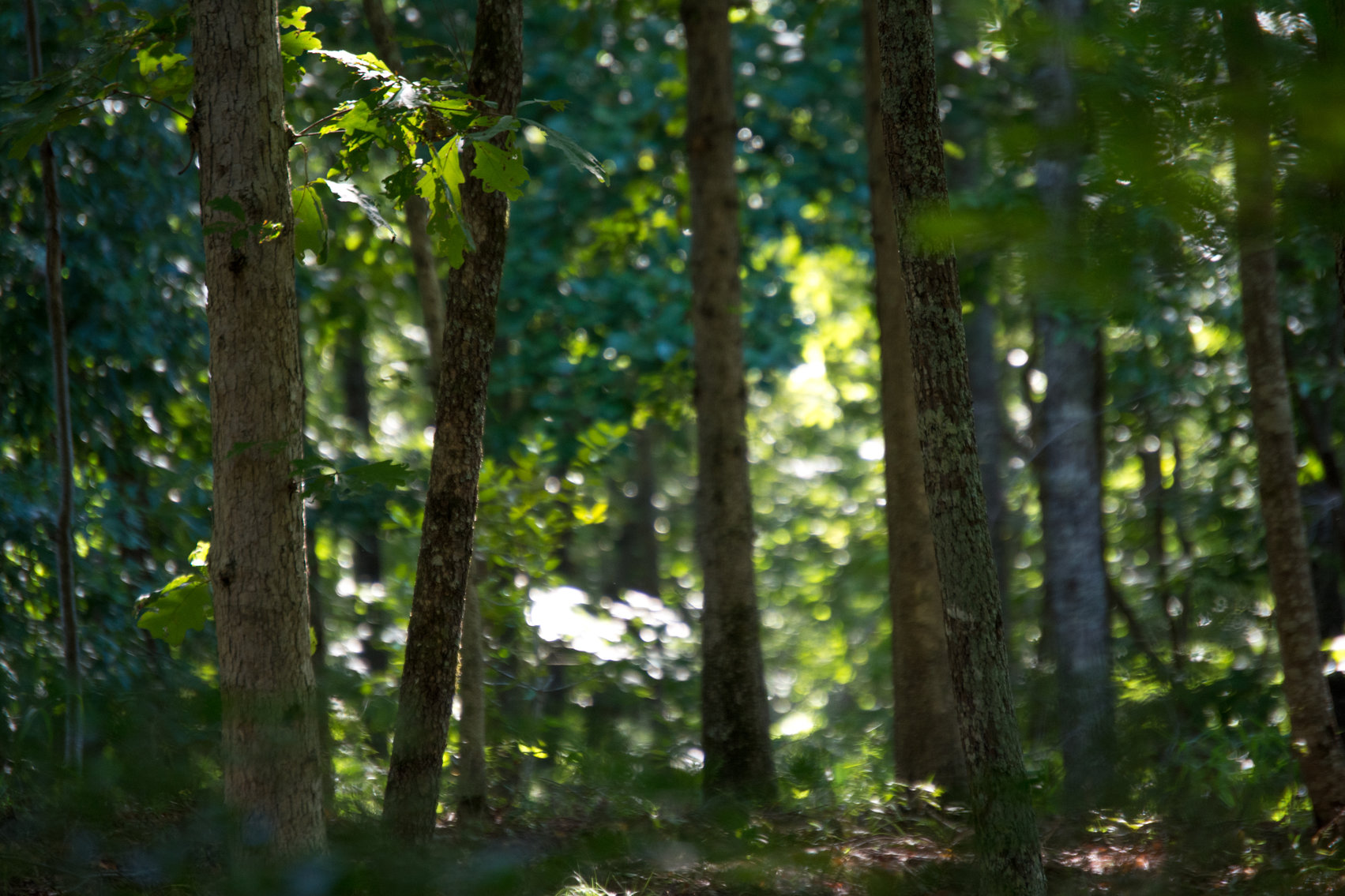 Image for Timber Auction