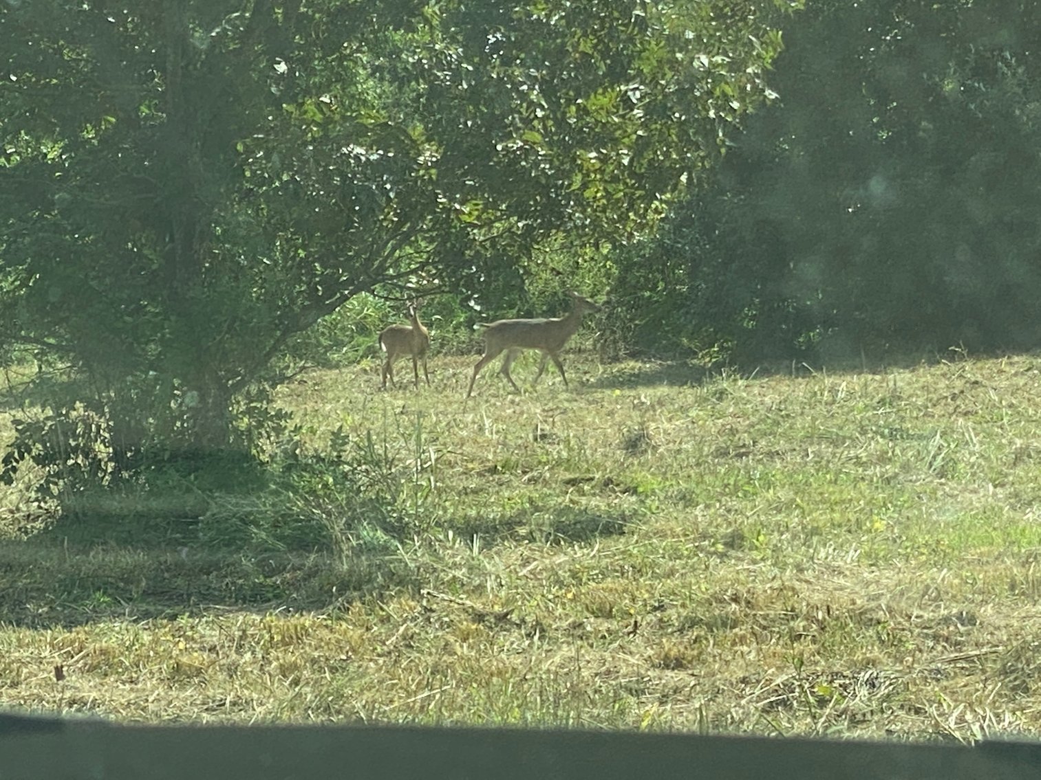 Image for ABSOLUTE LIVING ESTATE AUCTION