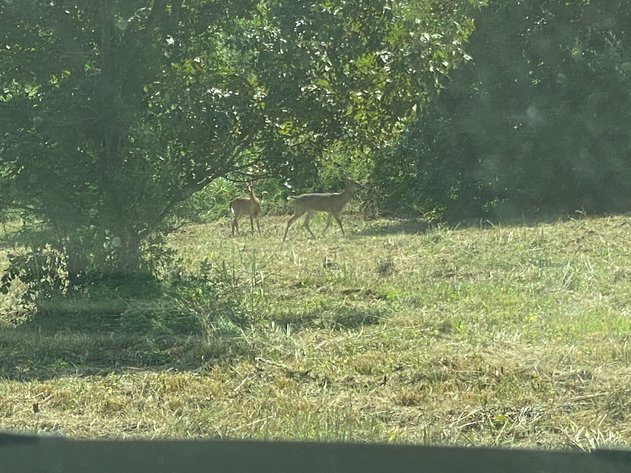 Image for ABSOLUTE LIVING ESTATE AUCTION