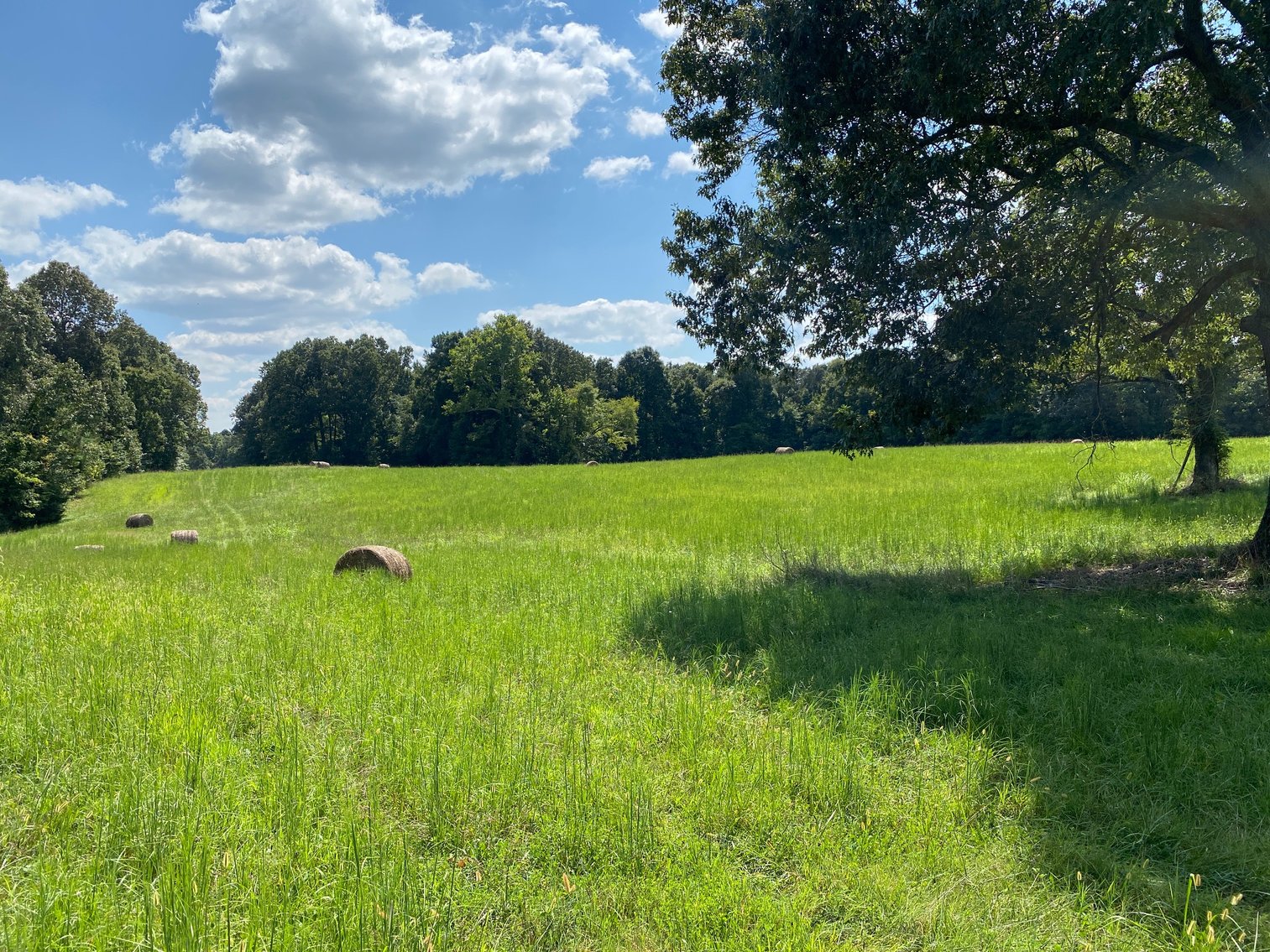 Image for ABSOLUTE AUCTION