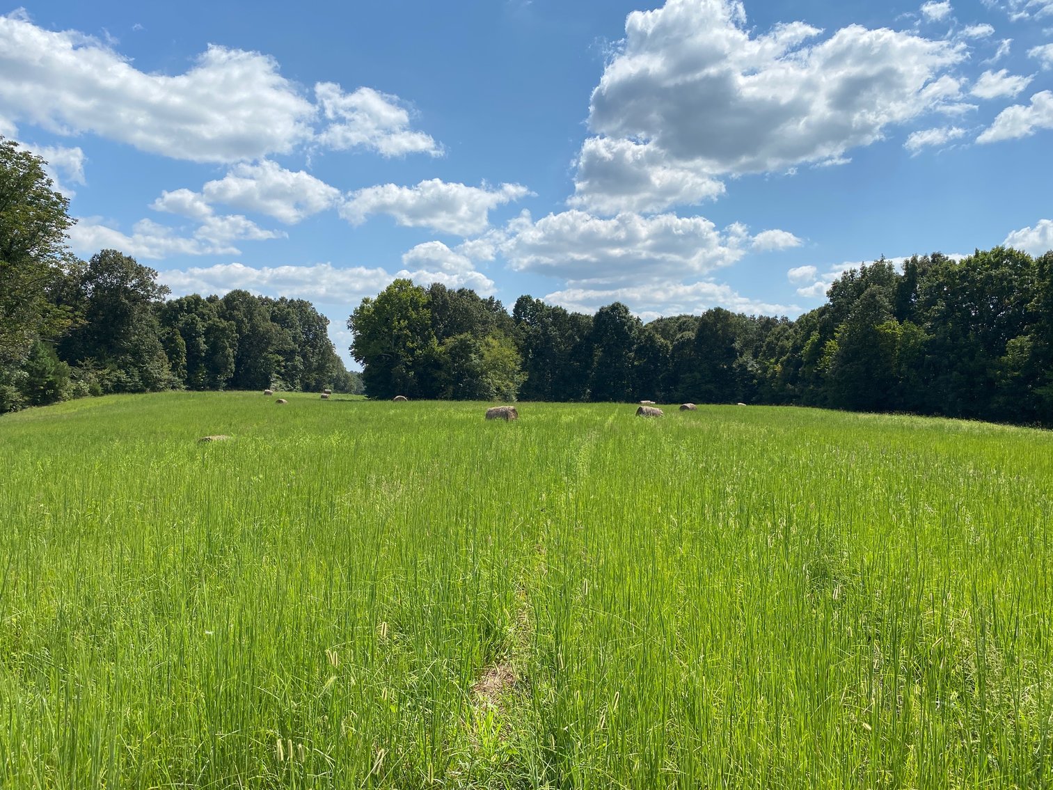 Image for ABSOLUTE AUCTION