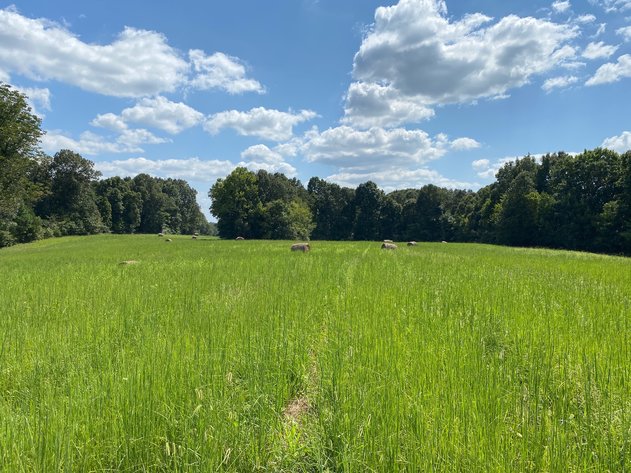 Image for ABSOLUTE AUCTION