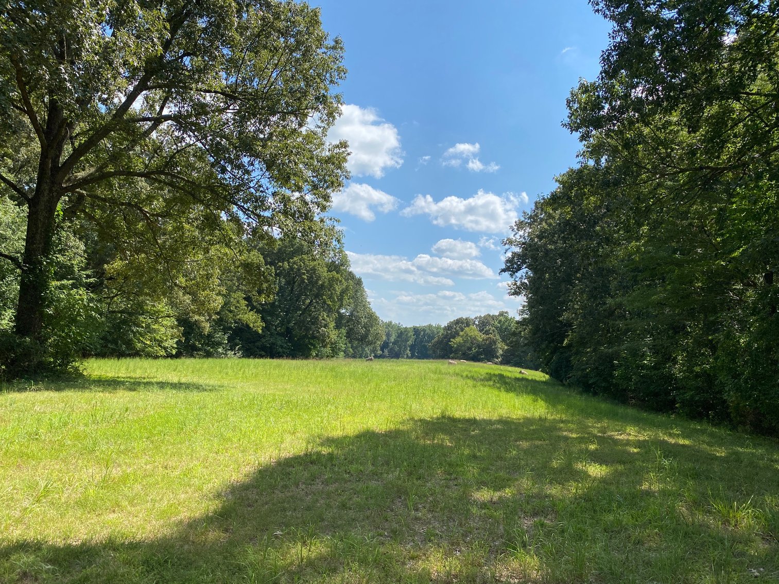 Image for ABSOLUTE AUCTION