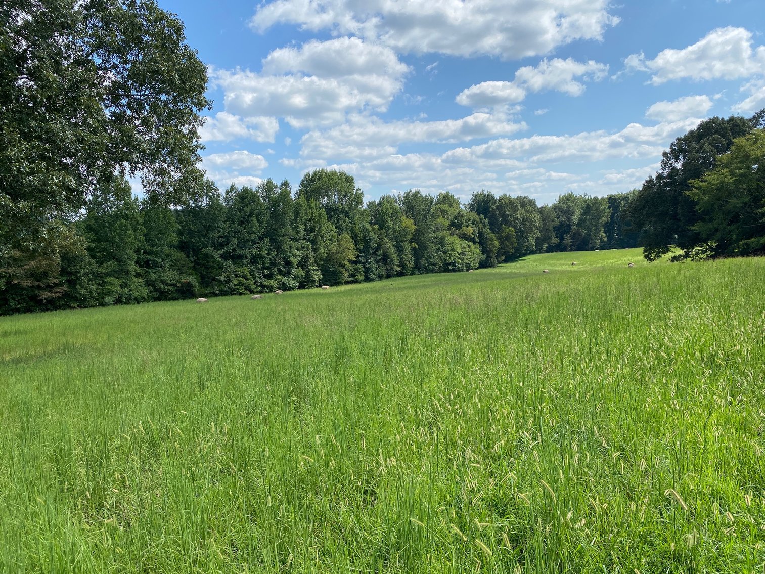 Image for ABSOLUTE AUCTION