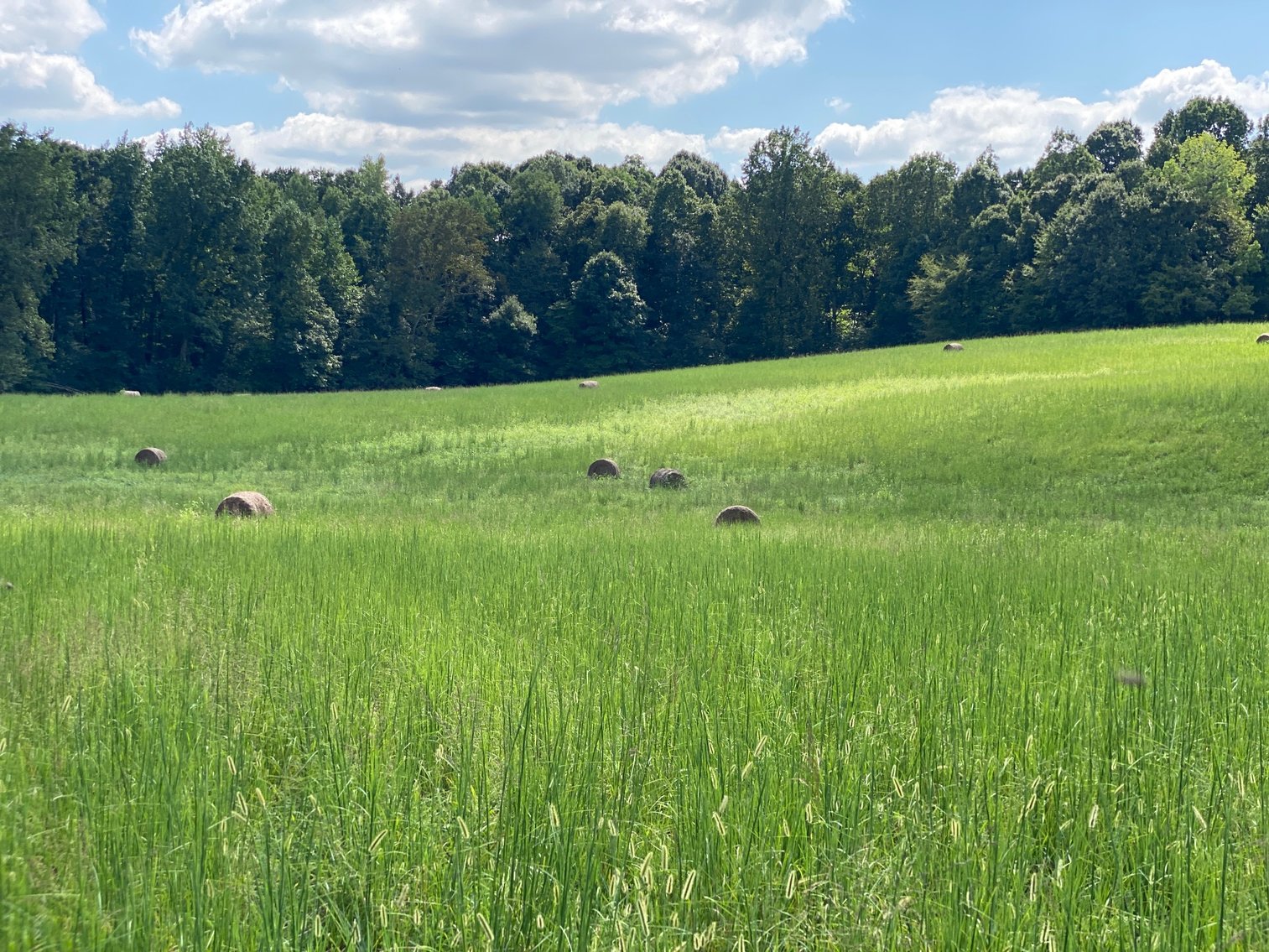 Image for ABSOLUTE AUCTION