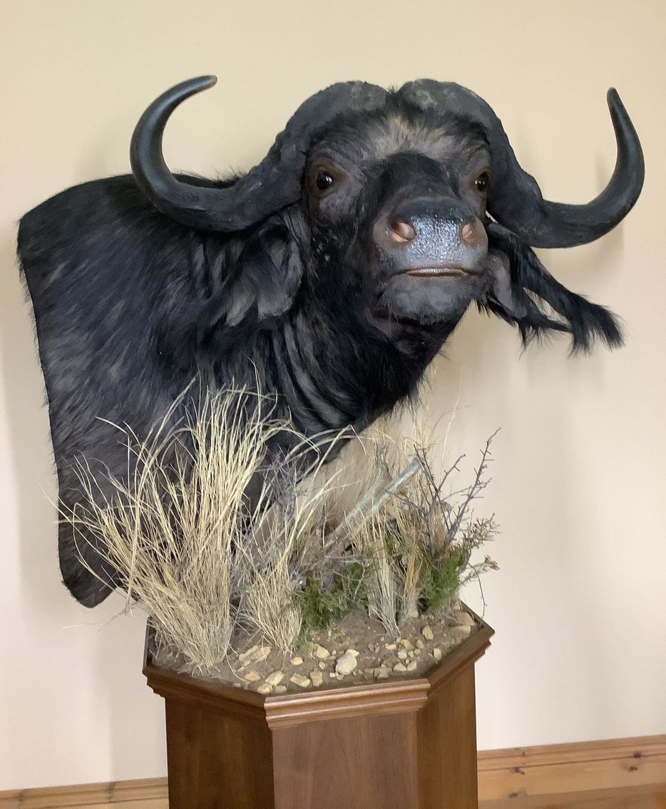 Image for Taxidermy | September 22, 2021 at 8:00 PM