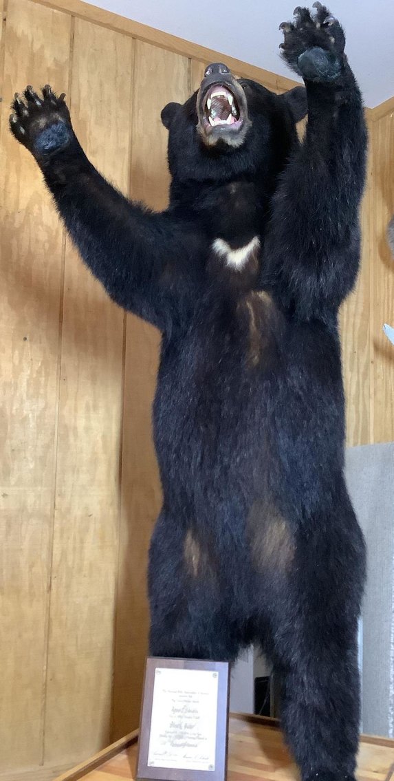 Image for Taxidermy | September 22, 2021 at 8:00 PM