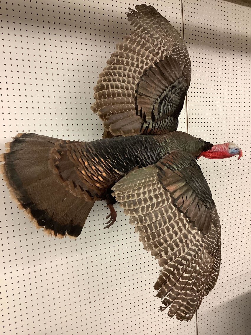 Image for Taxidermy | September 22, 2021 at 8:00 PM