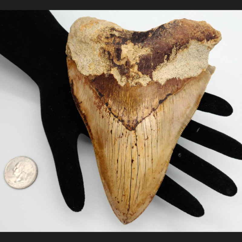 Image for September 2021 General Auction