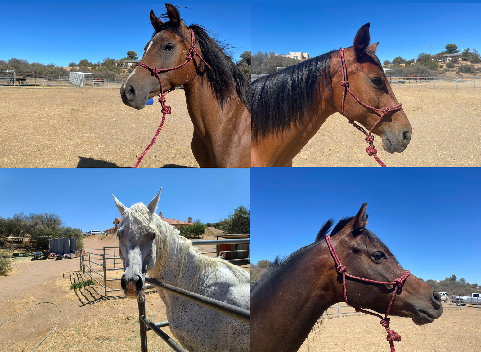 Image for Bid Fast And Last Oak Hills Arabian Farm