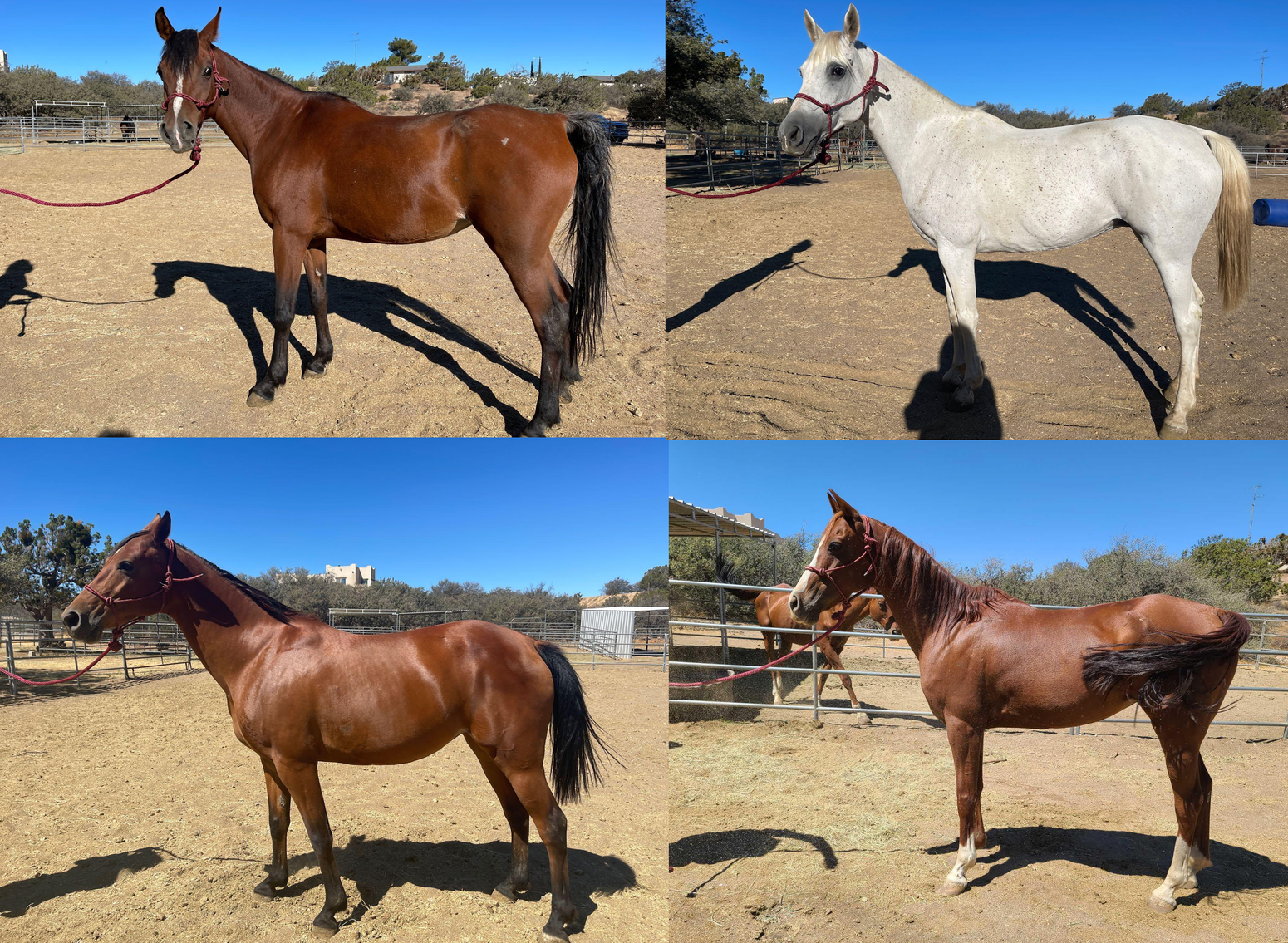 Image for Bid Fast And Last Oak Hills Arabian Farm