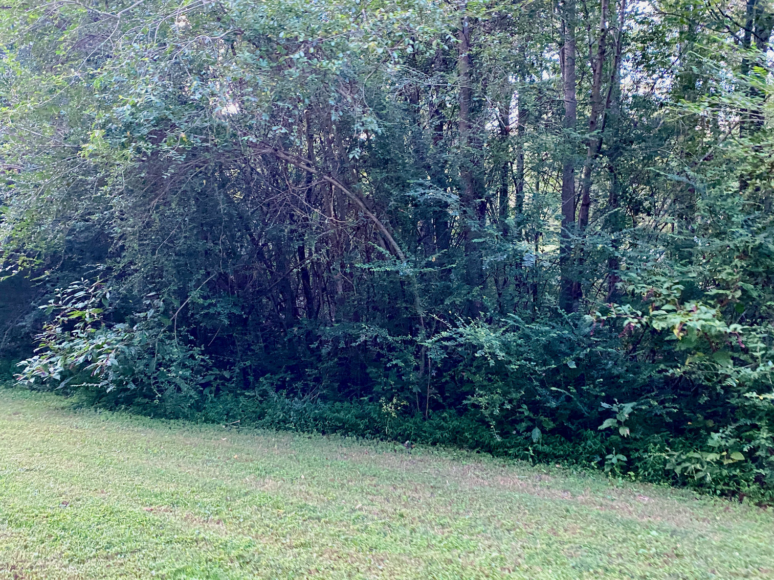 Image for 3.18 +/- Acre Land Parcel in Stafford County, VA--SELLS to the HIGHEST BIDDER!!