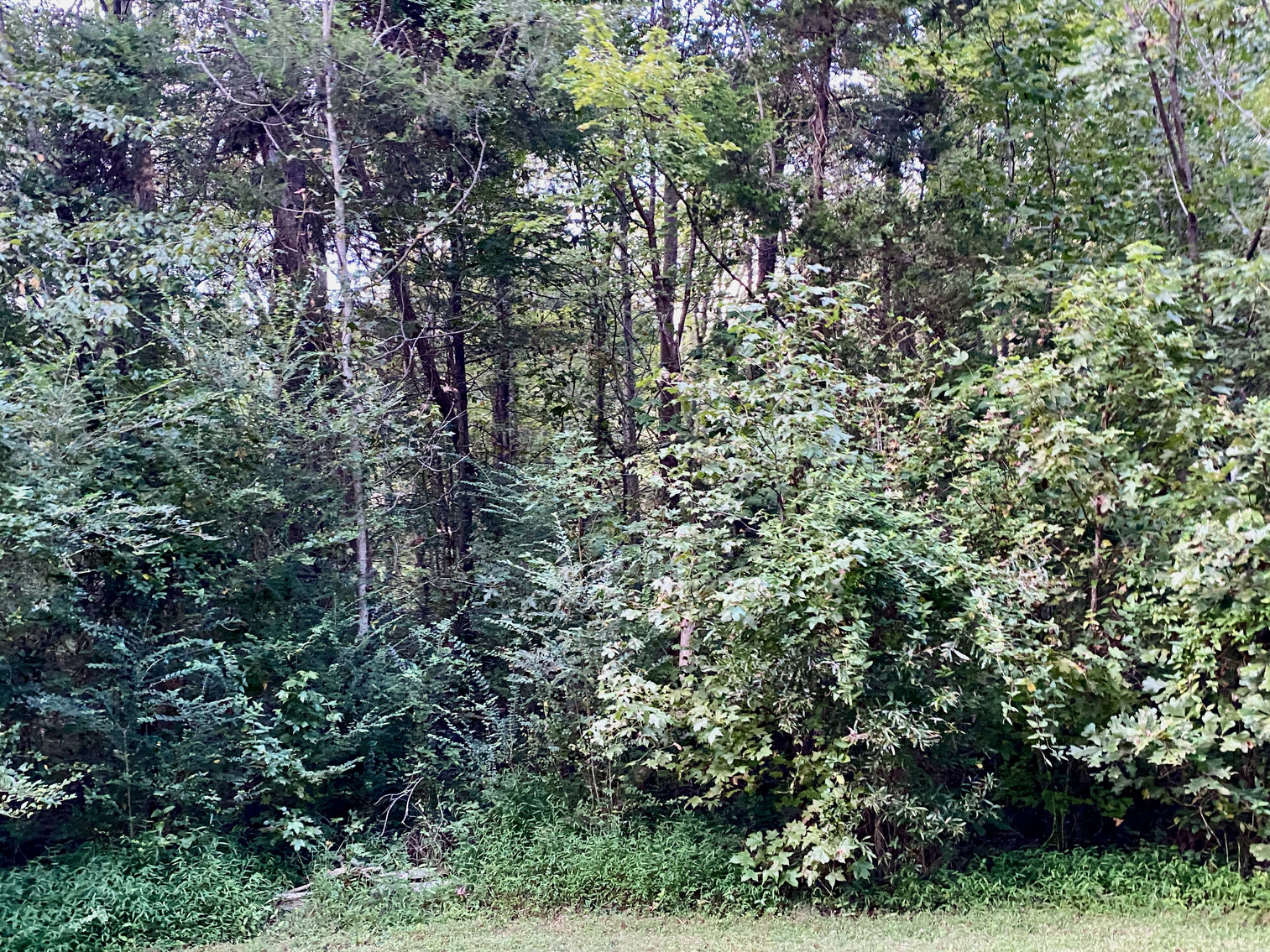 Image for 3.18 +/- Acre Land Parcel in Stafford County, VA--SELLS to the HIGHEST BIDDER!!