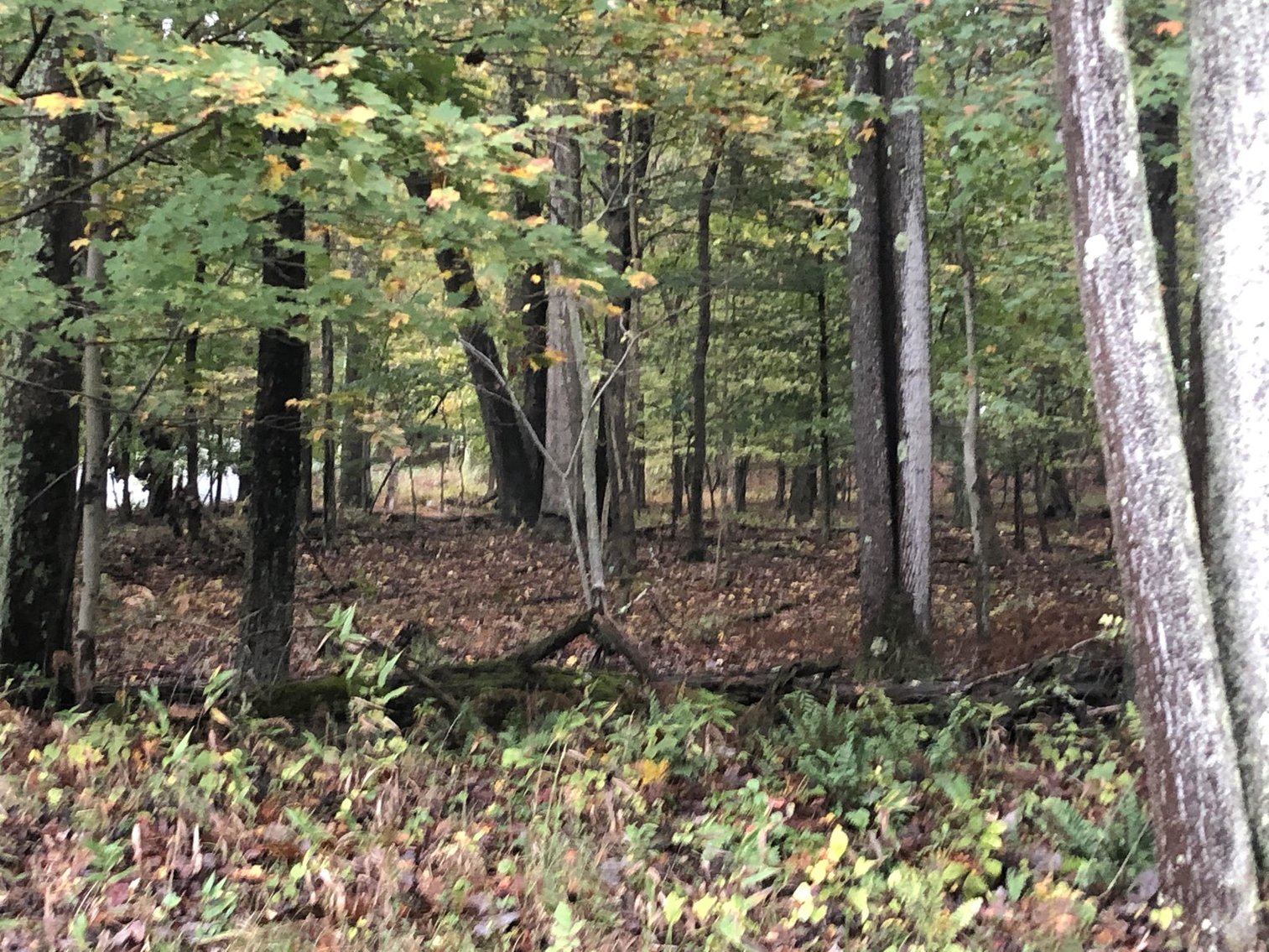 Image for SOLD $140,250 - 3 Bedroom Ranch on 2 Acres