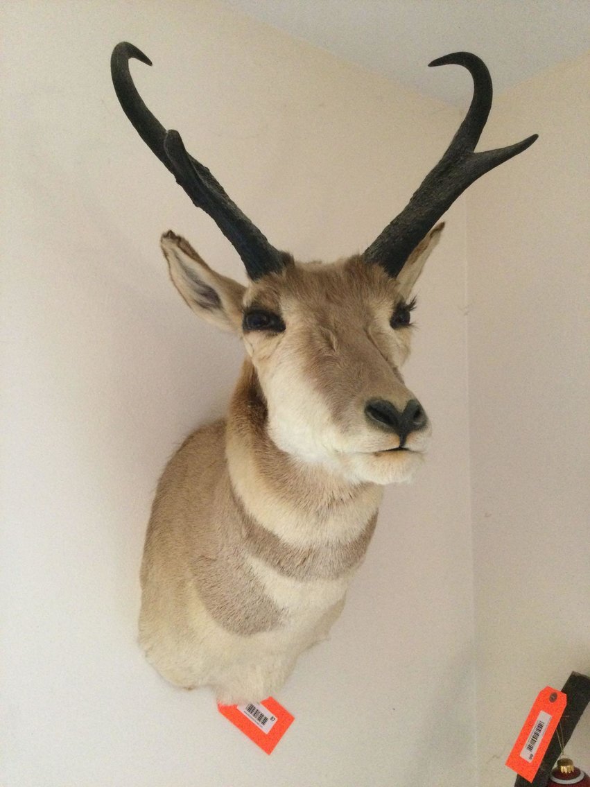 Image for Vehicles, Pontoon paddle boat, Muskie lures, Furniture, Collectibles, Sporting related