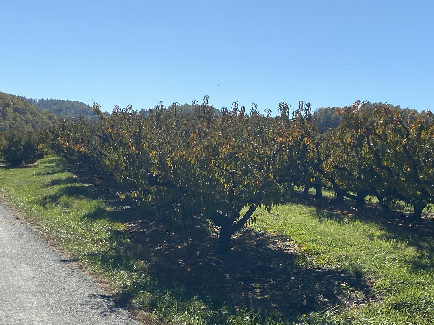 Image for Historic Charlottesville Mountain Home on 48 +/- AC - 2,204 SF - 2326 Stillhouse Creek Rd, Afton VA 22920