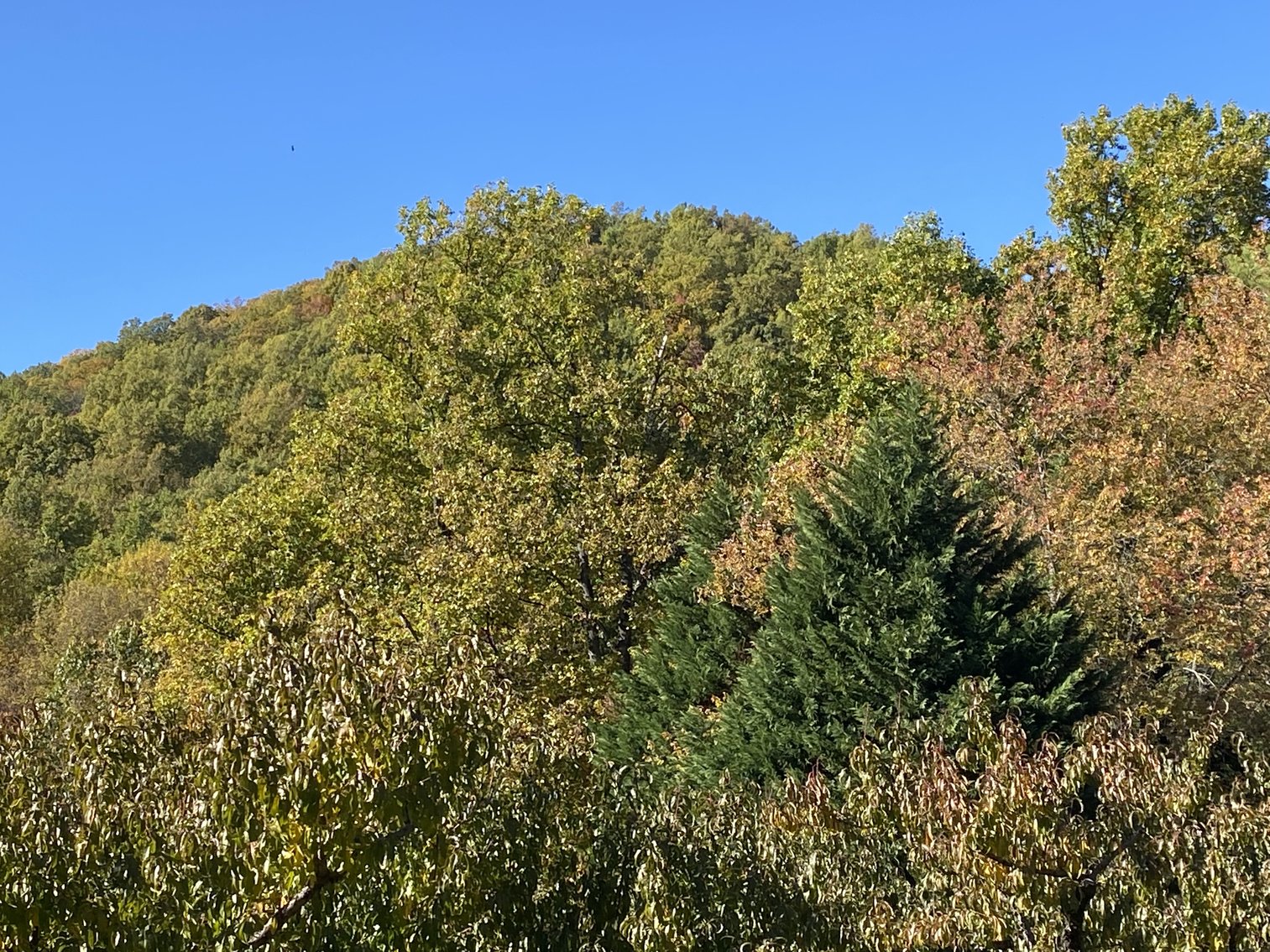 Image for Historic Charlottesville Mountain Home on 48 +/- AC - 2,204 SF - 2326 Stillhouse Creek Rd, Afton VA 22920