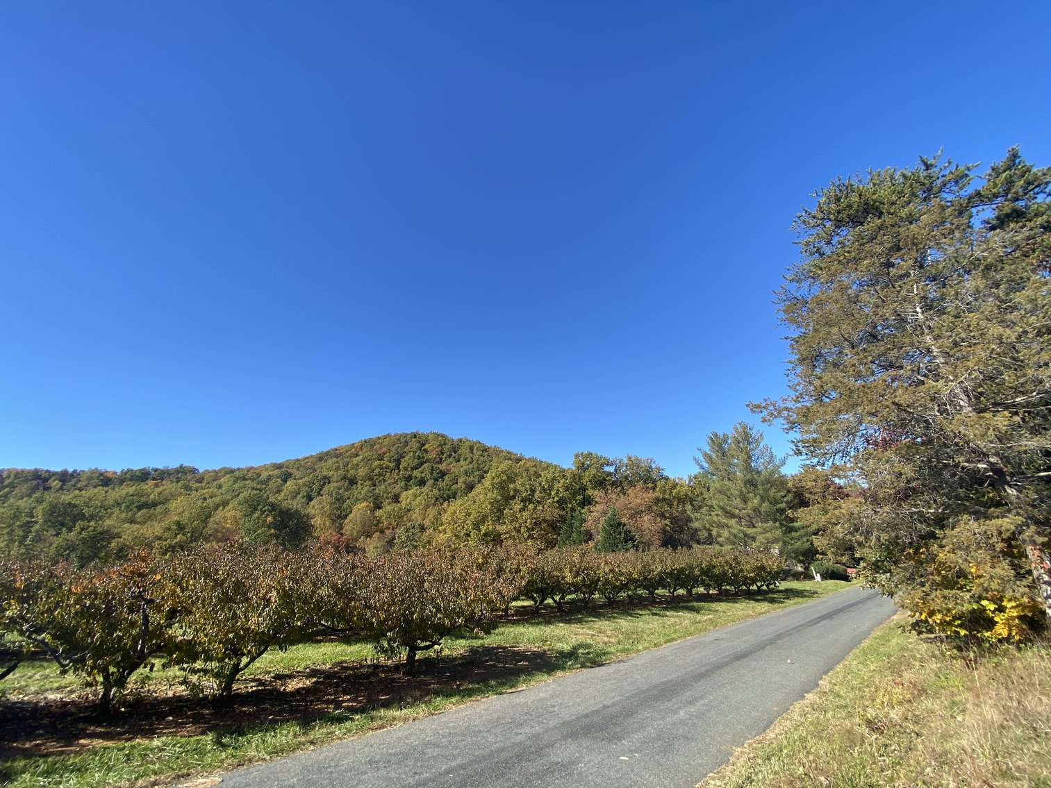 Image for Historic Charlottesville Mountain Home on 48 +/- AC - 2,204 SF - 2326 Stillhouse Creek Rd, Afton VA 22920