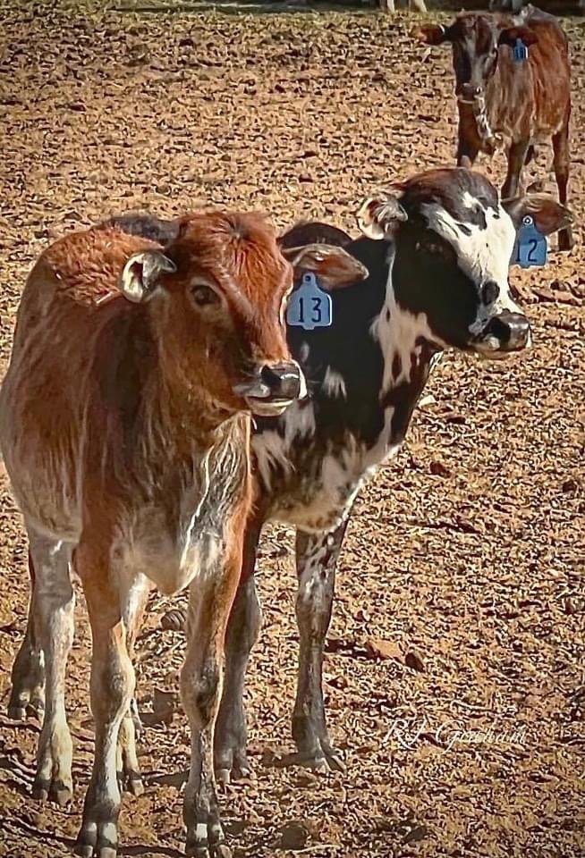 Image for A Very Special Christmas Mini Cow Auction