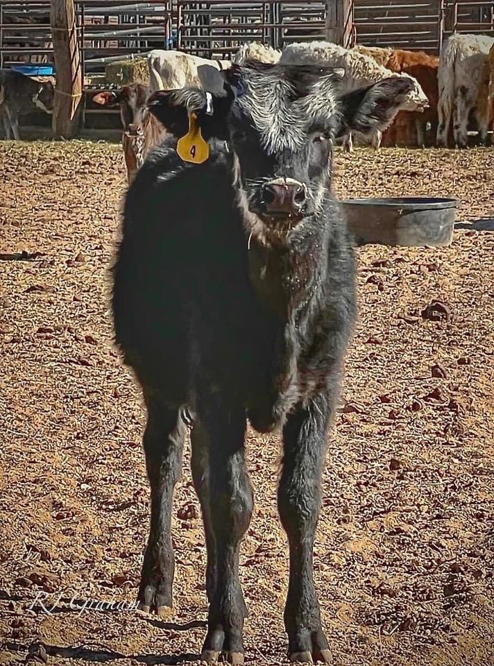 Image for A Very Special Christmas Mini Cow Auction