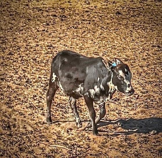 Image for A Very Special Christmas Mini Cow Auction