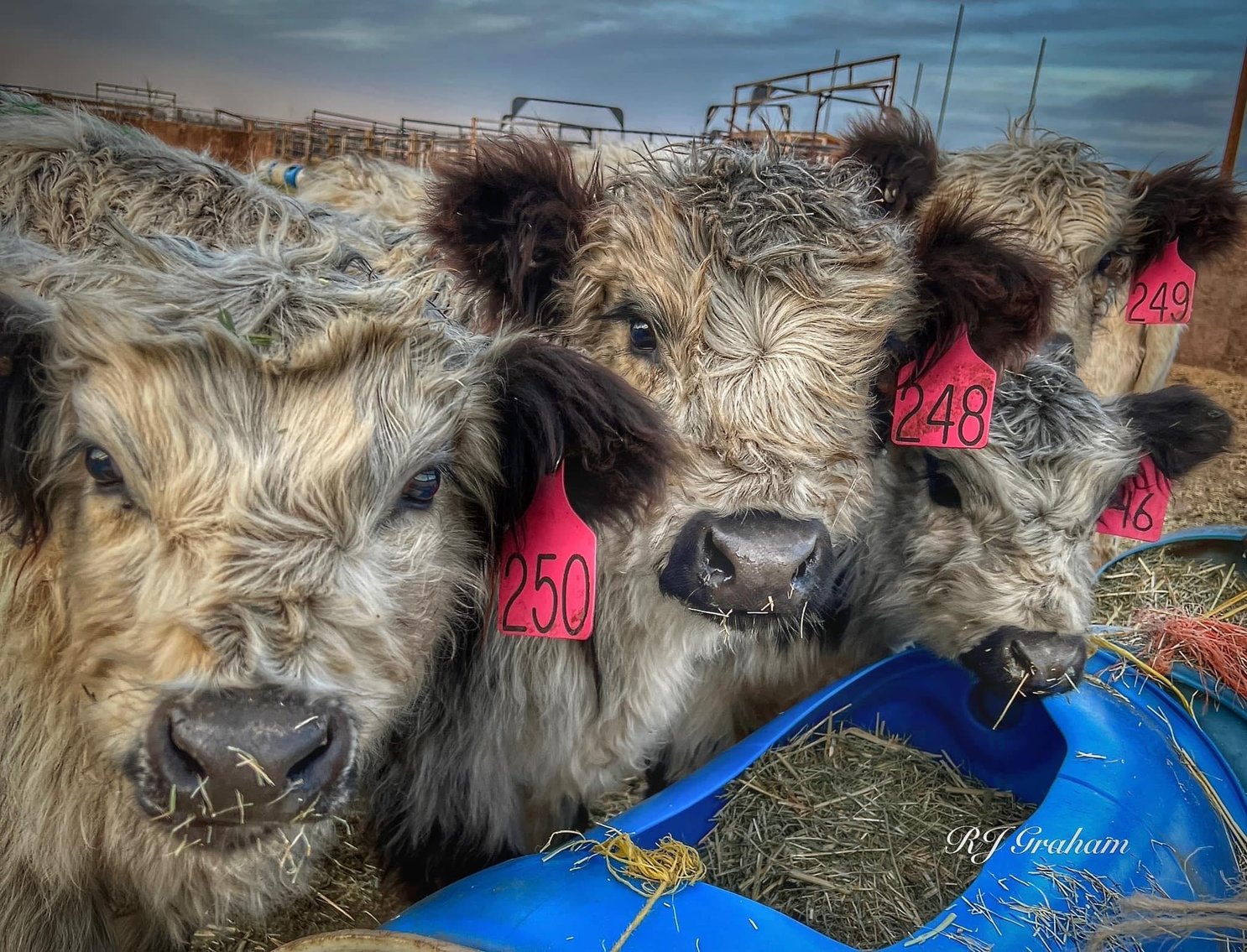 Image for A Very Special Christmas Mini Cow Auction