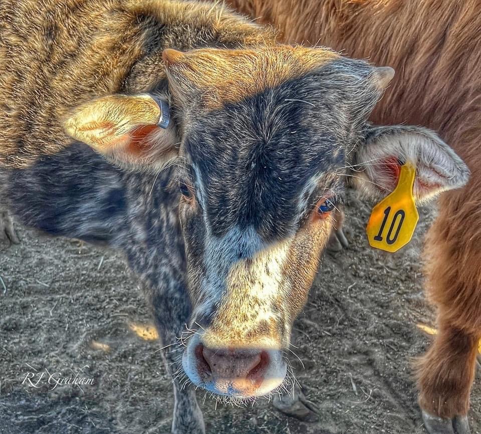 Image for A Very Special Christmas Mini Cow Auction